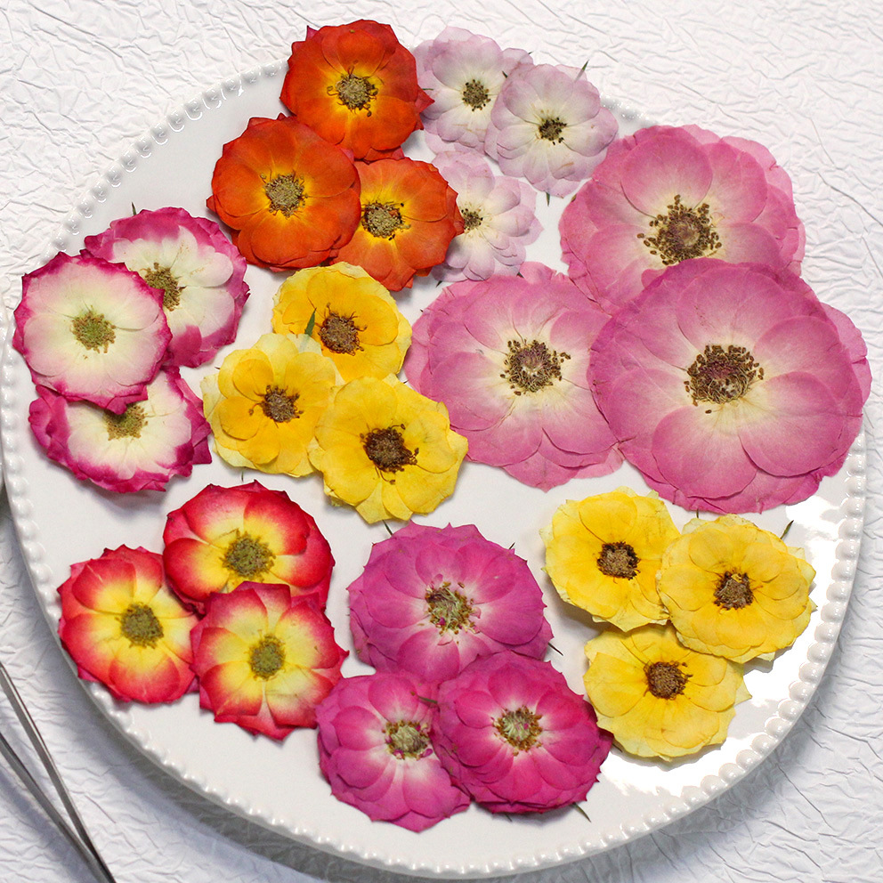 48 Yellow Mixed-Size Pressed R – Home Decor Yellow Bewertung und Preis