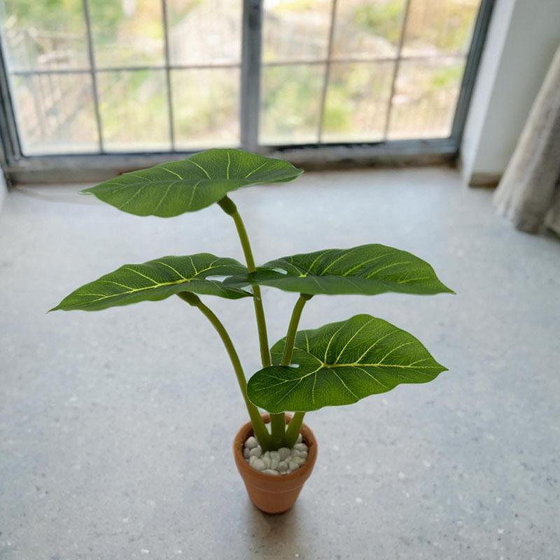 1Pcs Dollhouse Philodendron Mi – Home Decor Garden Bewertung und Preis